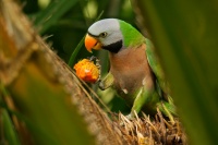 Alexandr ruzovy - Psittacula alexandri - Red-breasted Parakeet 5656